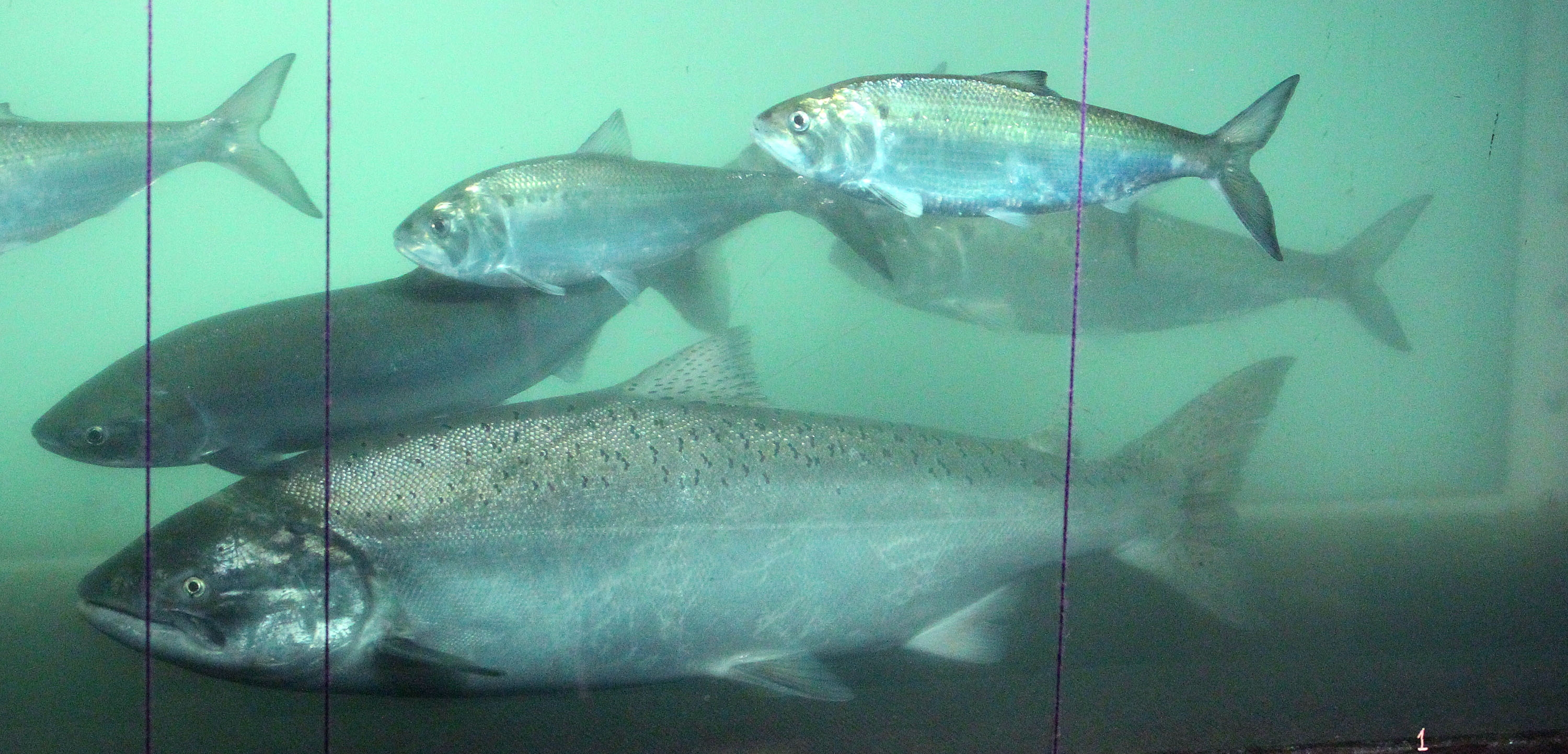 A sockeye salmon (left) swims pass a chinook salmon (center front) and shad (above). A sockeye salmon (left) swims pass a chinook salmon (center front) and shad (above).